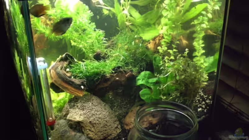 Aquarium Becken 8028 von Bartosz Niewidniczy (2)