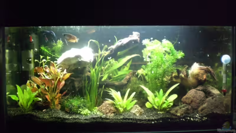Aquarium Becken 8028 von Bartosz Niewidniczy (3)