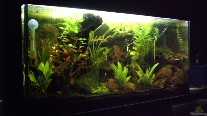 Aquarium Becken 8028 von Bartosz Niewidniczy (4)