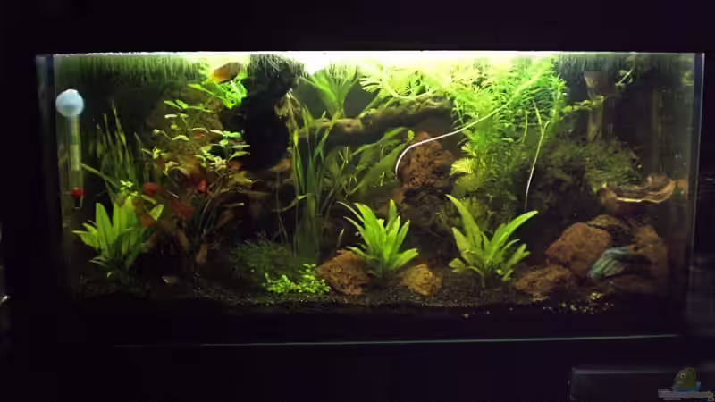 Aquarium Becken 8028 von Bartosz Niewidniczy (5)
