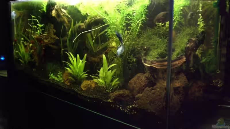 Aquarium Becken 8028 von Bartosz Niewidniczy (6)