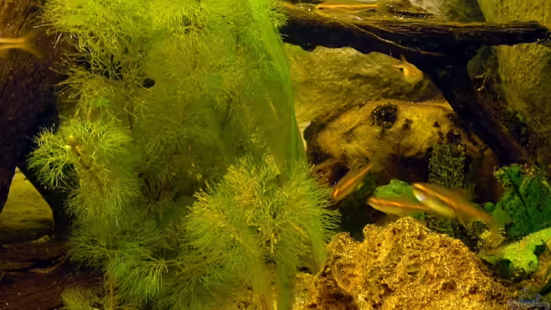 Aquarium Becken 8029 von Lothar Willeke (3)