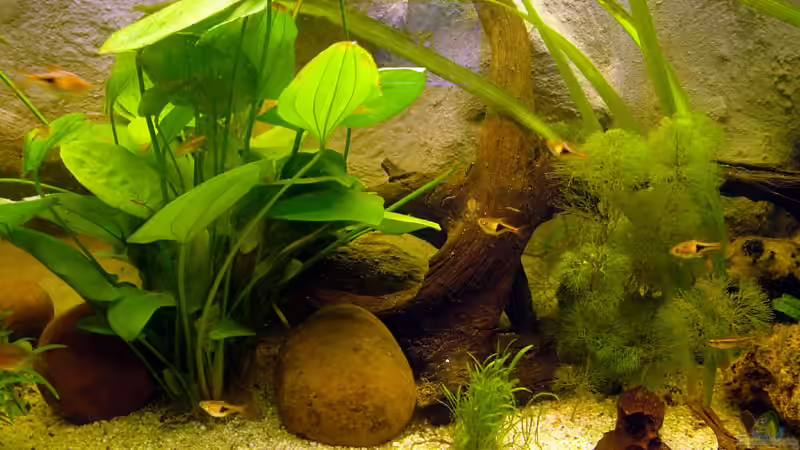 Aquarium Becken 8029 von Lothar Willeke (4)