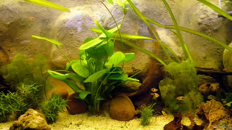 Aquarium Becken 8029 von Lothar Willeke (5)