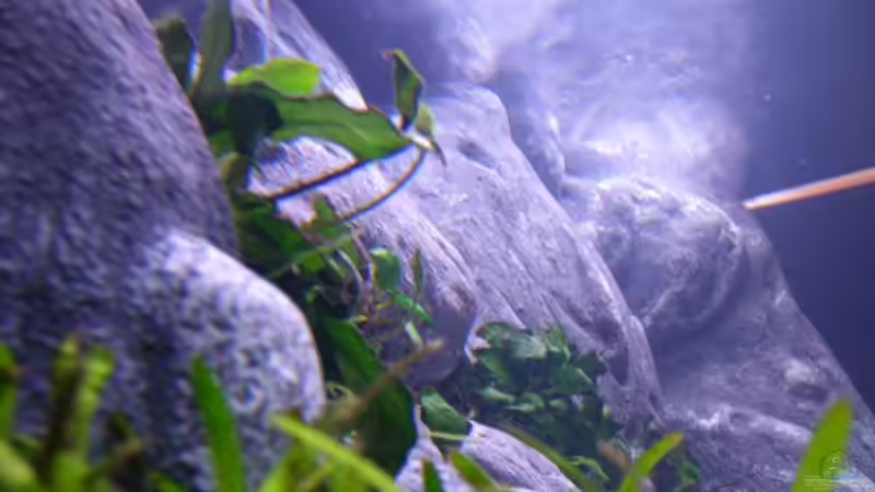 Aquarium Becken 8045 von Michael J. (3)