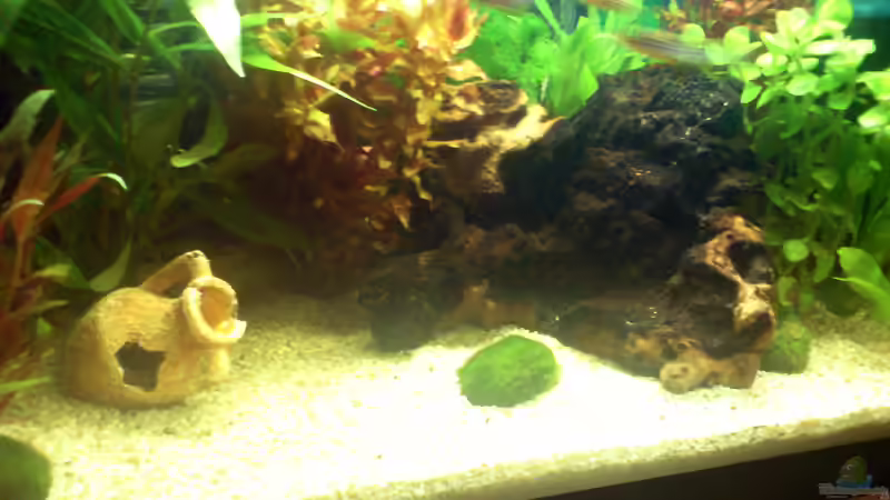 Aquarium Becken 8051 von Nemo (3)