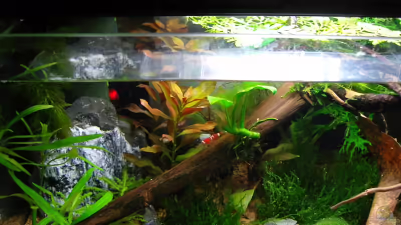 Aquarium Becken 8056 von Aquarienfreund44 (4)