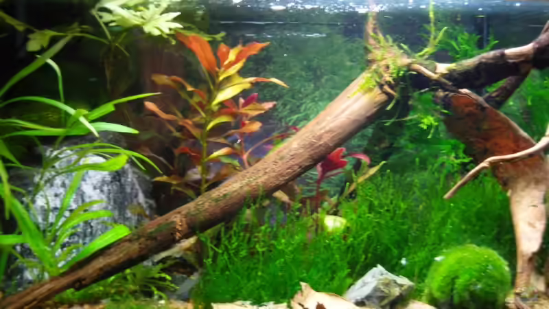 Aquarium Becken 8056 von Aquarienfreund44 (5)