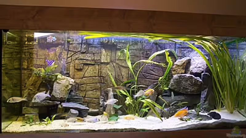 Aquarium Becken 806 von Michael Gründl (2)