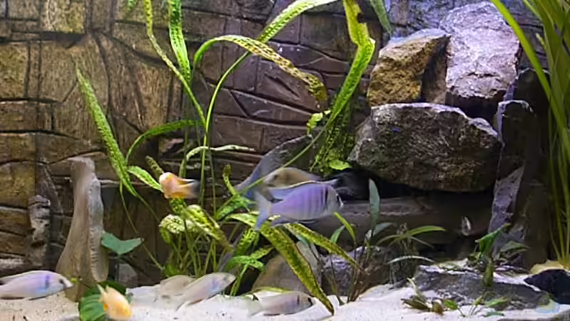 Aquarium Becken 806 von Michael Gründl (3)