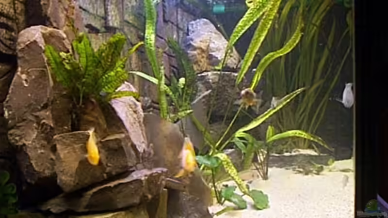 Aquarium Becken 806 von Michael Gründl (5)