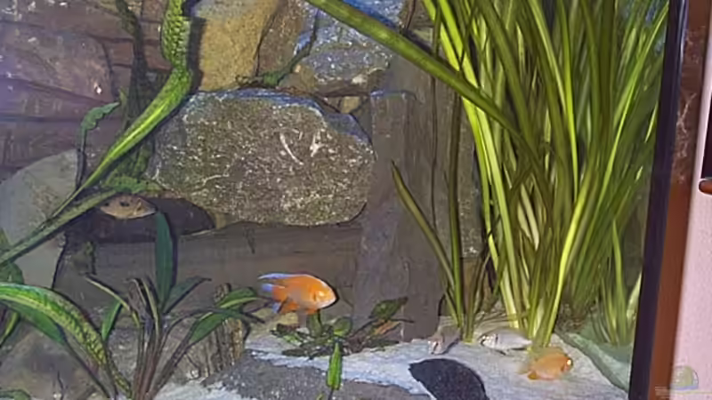 Aquarium Becken 806 von Michael Gründl (6)