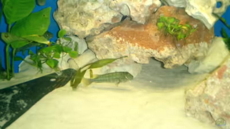 Aquarium Becken 807 von Christian Köster (2)