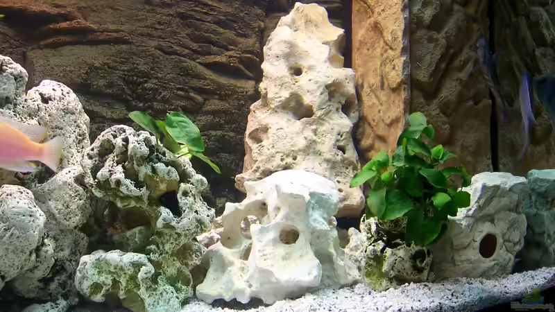 Aquarium Becken 8076 von Stefan Schulz (12)