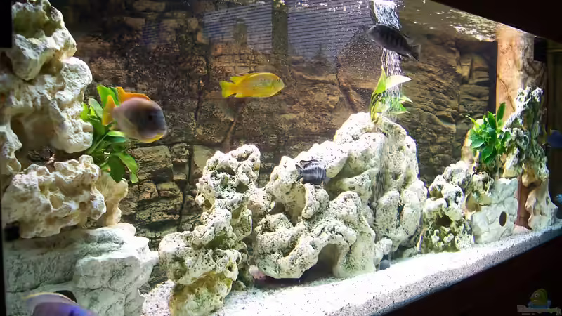 Aquarium Becken 8076 von Stefan Schulz (4)