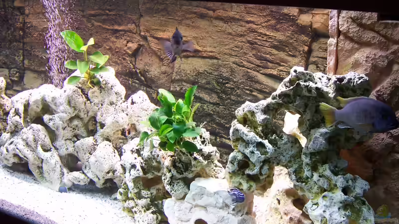 Aquarium Becken 8076 von Stefan Schulz (5)