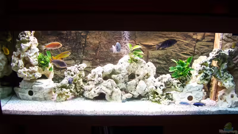 Aquarium Becken 8076 von Stefan Schulz (6)