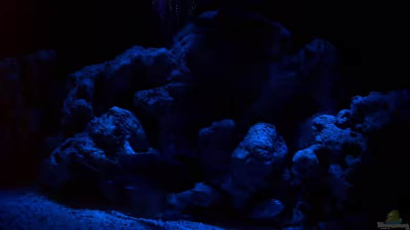 Aquarium Becken 8076 von Stefan Schulz (8)