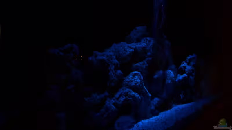 Aquarium Becken 8076 von Stefan Schulz (9)