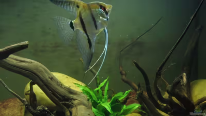 Aquarium Becken 8093 von Christian Dühr (2)