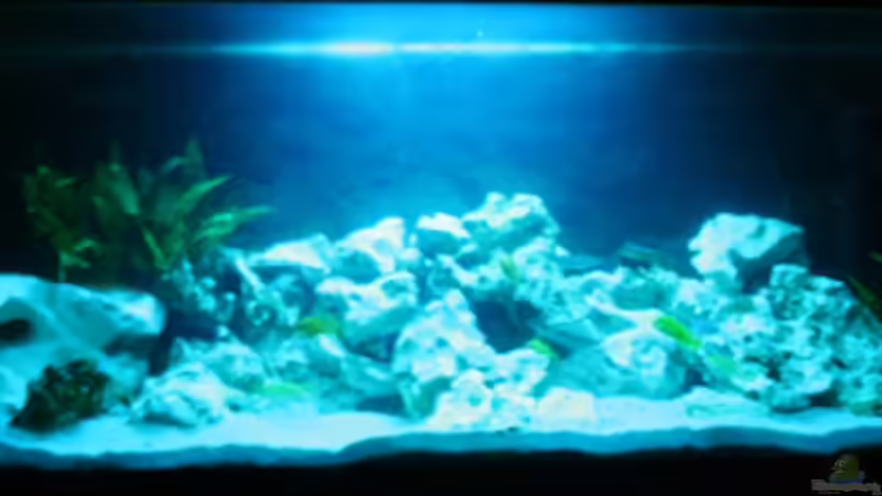 Aquarium Becken 8105 von BigDaddyyy (2)