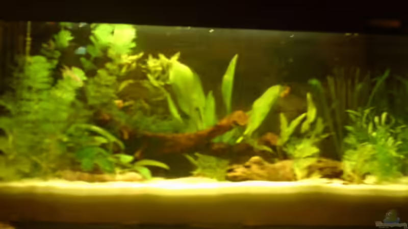 Aquarium Becken 8143 von Aquariumfan93 (4)