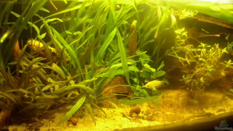 Aquarium Becken 8144 von Kai (2)