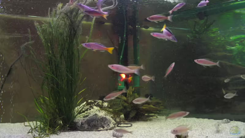 Aquarium Becken 819 von Marco Schwabe (2)