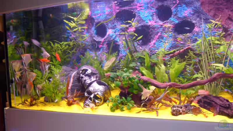 Aquarium Becken 8220 von X-RULEZZ (7)