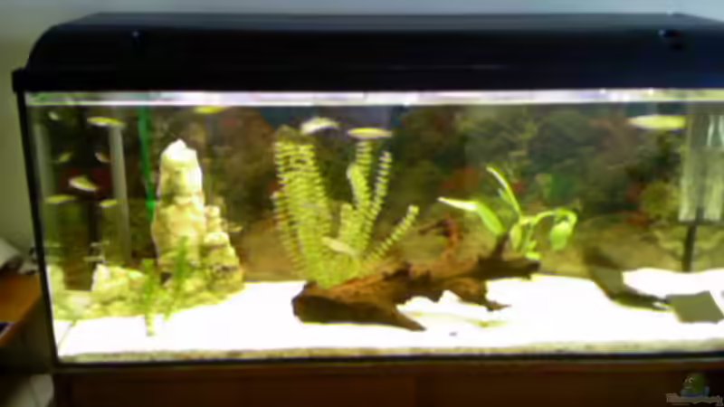 Aquarium Becken 8241 von Ingo Weiß (3)