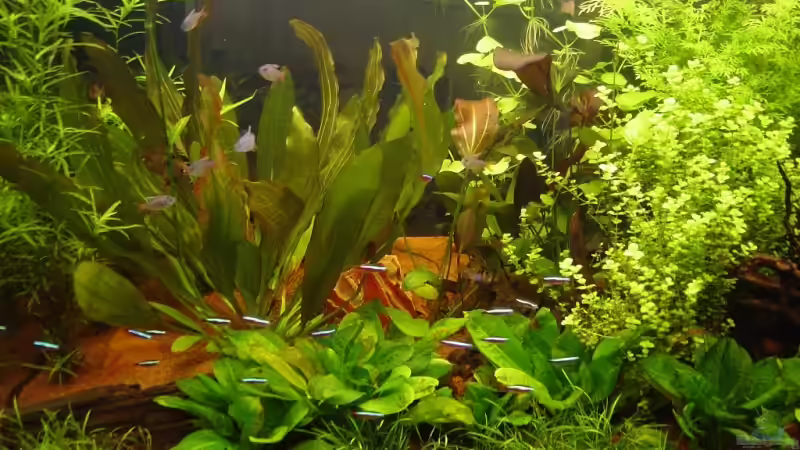 Aquarium Becken 8249 von Reinhard (4)