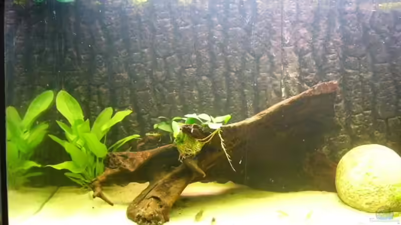 Aquarium Becken 8256 von Hartiii (2)