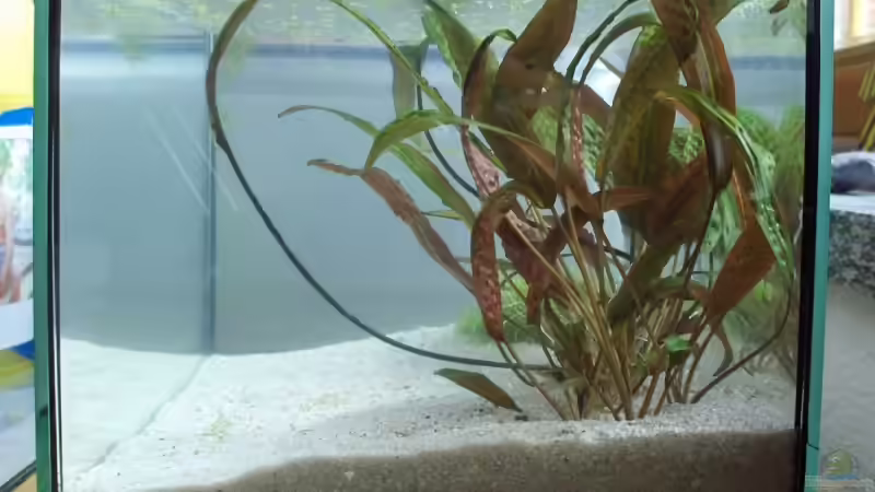 Aquarium Becken 8261 von Daniel (3)