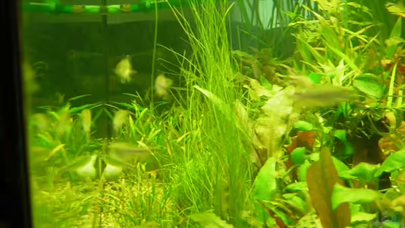 Aquarium Becken 8264 von Antje und Daniel (3)