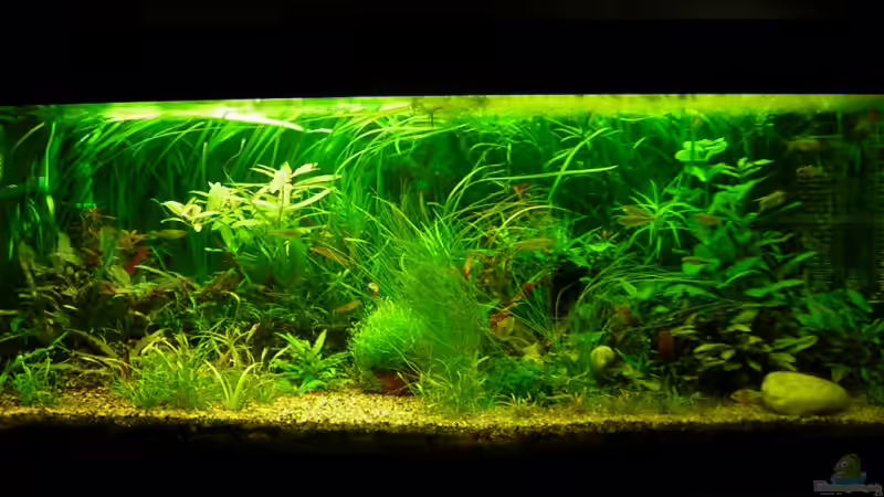 Aquarium Becken 8264 von Antje und Daniel (4)