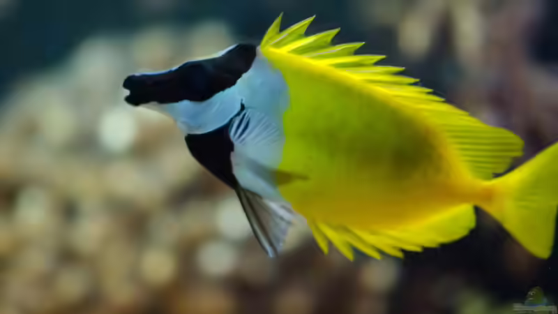 Aquarium Becken 8277 von Martin Kirchberger (10)