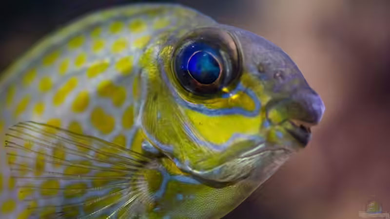 Aquarium Becken 8277 von Martin Kirchberger (12)