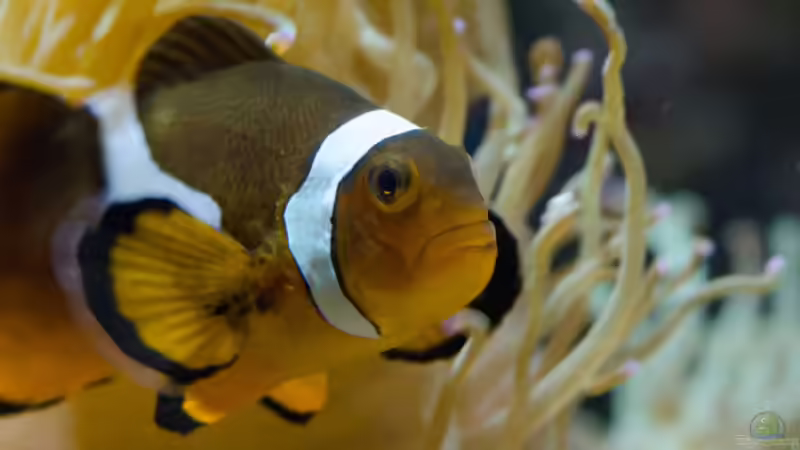 Aquarium Becken 8277 von Martin Kirchberger (14)