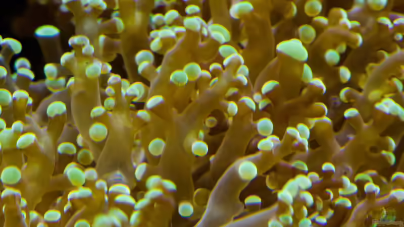 Aquarium Becken 8277 von Martin Kirchberger (15)