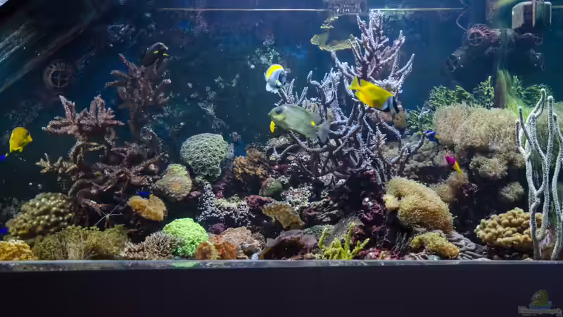 Aquarium Becken 8277 von Martin Kirchberger (2)