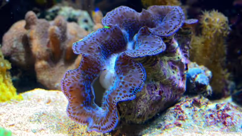 Aquarium Becken 8277 von Martin Kirchberger (3)