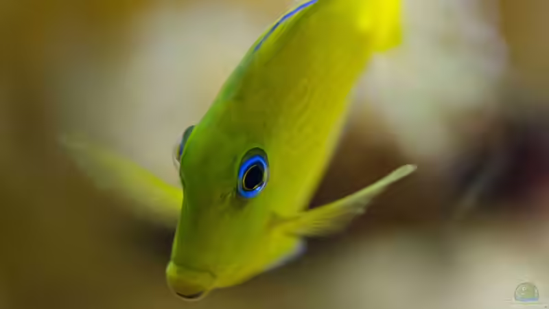 Aquarium Becken 8277 von Martin Kirchberger (5)