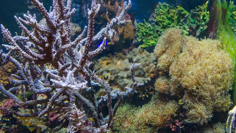 Aquarium Becken 8277 von Martin Kirchberger (7)