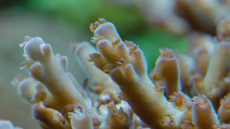 Aquarium Becken 8277 von Martin Kirchberger (8)