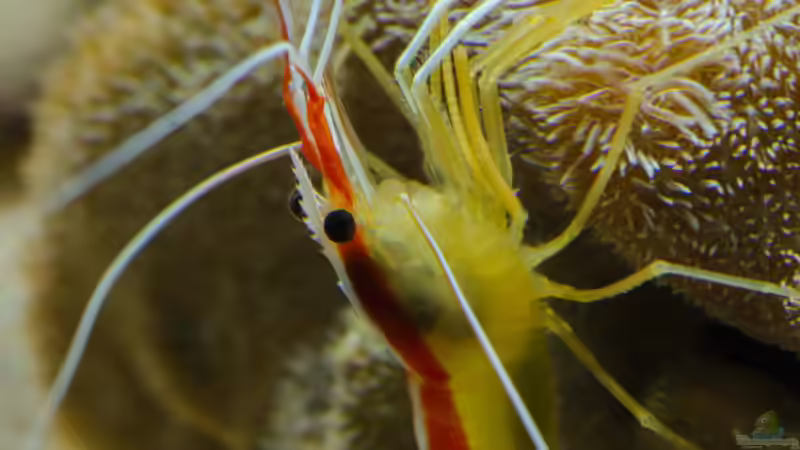 Aquarium Becken 8277 von Martin Kirchberger (9)