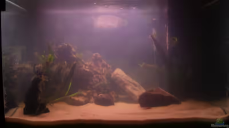 Aquarium Becken 8285 von Calli Lehmann (2)