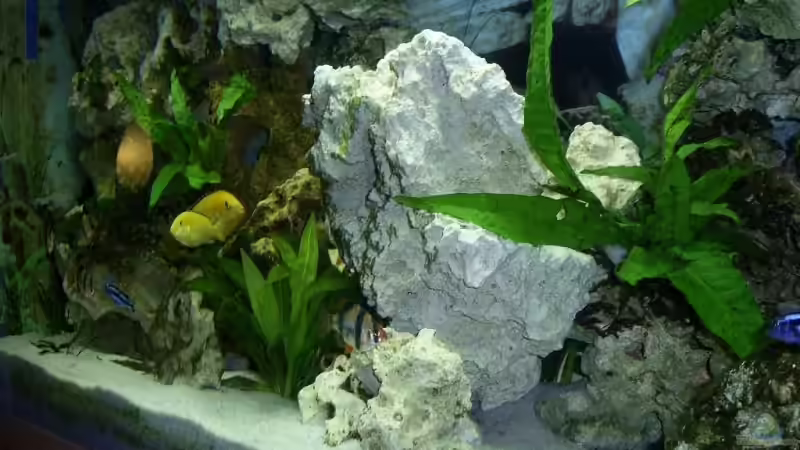 Aquarium Becken 8290 von mmaik2k (4)