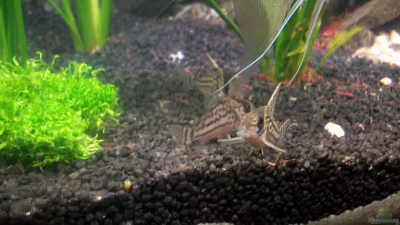 Aquarium Becken 8303 von Milez (11)