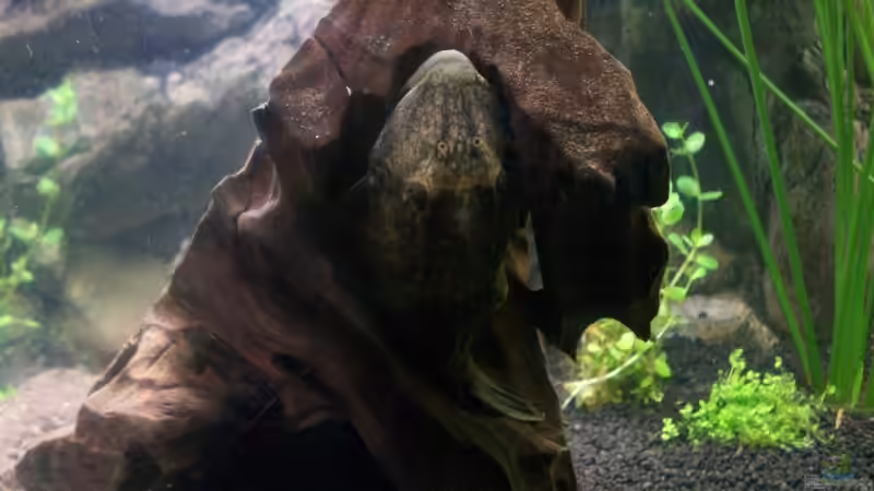 Aquarium Becken 8303 von Milez (12)