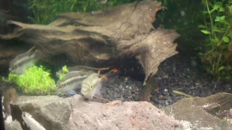 Aquarium Becken 8303 von Milez (13)